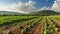 Hvesting Sweet Delights: Exploring a Greek Watermelon Field in Stunning