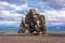 Hvitserkur basalt stack in Iceland, spectacular rock in the sea with the shape of a dragon or dinosaur who is drinking