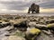 Hvitserkur rock formation photogenic basalt rock