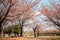 Hwarang Recreation Area park at spring in Ansan, Korea