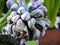 Hyacint flowers