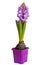 Hyacinth