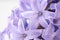 Hyacinth, background texture, flowers