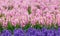 Hyacinth. Beautiful hyacinth flowers in spring garden, vibrant floral background