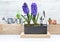 hyacinth blooming and arrangement of little potted with watering can