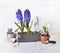 Hyacinth blooming in decorative wooden flower pot  next to shovel and watering can