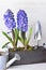 hyacinth blooming in decorative wooden potted