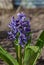 Hyacinth blue flowers