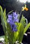 Hyacinth BLUE JACKET And Daffodil