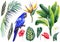 Hyacinth blue Macaw and tropical leaves