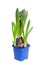 The hyacinth in a blue pot