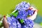 Hyacinth bouquet with female hands