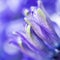 Hyacinth buds close up