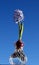 Hyacinth Bulb in bloom