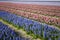 Hyacinth bulb field in high angle view