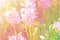 Hyacinth, butterfly, garden, nature, flower, pink, hyacinthus, asparagaceae, plantae, name, floral, season, plant, beautiful,