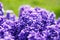 Hyacinth close-up