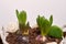 Hyacinth composition on a white background