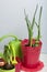 Hyacinth and daffodil in a plastic pot. Preparing for flowering. Next to them are tools for transplanting and caring for plants