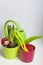 Hyacinth and daffodil in a plastic pot. Preparing for flowering. Next to them are tools for transplanting and caring for plants