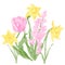 Hyacinth, daffodil and tulips