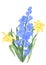 Hyacinth and Daffodils