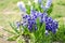 Hyacinth Delft Blue bloomed on a flowerbed