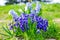 Hyacinth Delft Blue bloomed on a flowerbed