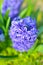 Hyacinth Delft Blue bloomed on a flowerbed