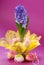 Hyacinth for easter