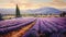 Hyacinth Field In Provence Morning