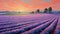 Hyacinth Field In Provence Morning