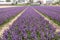 Hyacinth fields of the Bollenstreek, South Holland,