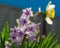 Hyacinth flovers in garden