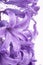 Hyacinth flower background