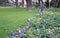 Hyacinth in flower bed in row divider between grass tree stems white blue violet purple green