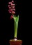 Hyacinth flower on black