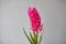 Hyacinth flower. Blooming magenta flower on gray wall background