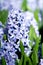 Hyacinth flower blooming during spring season