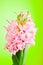 Hyacinth flower blooming studio work colours background