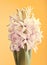 Hyacinth flower blooming studio work colours background