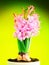 Hyacinth flower blooming studio work colours background