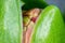 Hyacinth flower bud closeup