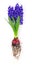 Hyacinth with flower bulb and roots