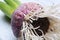 Hyacinth flower bulb with roots