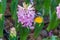 Hyacinth flower and Butterfly in garden
