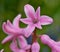 Hyacinth flower detail, South Bohemia