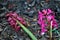 Hyacinth flower dying and rotting in the fall