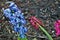 Hyacinth flower dying and rotting in the fall