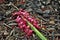 Hyacinth flower dying and rotting in the fall